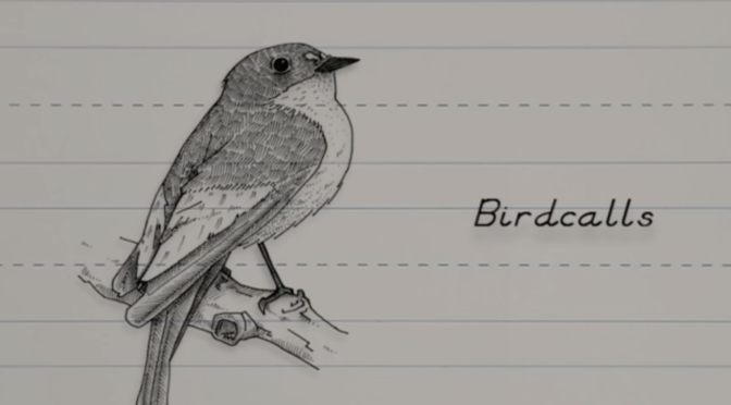 Bird calls - Animatou
